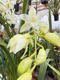 Cymbidium Barrita Trend ‘Krista' NEW White! - Orchid Design