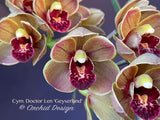 Cymbidium Doctor Len 'Geyserland' – Pendulous, prolific bloomer! - Orchid Design