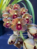 Cymbidium Doctor Len 'Geyserland' – Pendulous, prolific bloomer! - Orchid Design