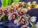 Cymbidium Doctor Len 'Geyserland' – Pendulous, prolific bloomer! - Orchid Design