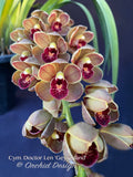 Cymbidium Doctor Len 'Geyserland' – Pendulous, prolific bloomer! - Orchid Design