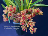 Cymbidium Doctor Len 'Geyserland' – Pendulous, prolific bloomer! - Orchid Design