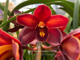 Cymbidium Happy Lambert 'Firefall' Cascading - Orchid Design