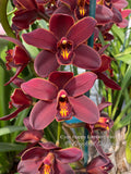 Cymbidium Happy Lambert 'Firefall' Cascading - Orchid Design