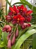 Cymbidium Happy Lambert 'Firefall' Cascading - Orchid Design