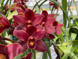 Cymbidium Happy Lambert 'Firefall' Cascading - Orchid Design