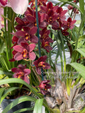 Cymbidium Happy Lambert 'Firefall' Cascading - Orchid Design