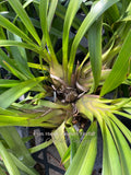 Cymbidium Happy Lambert 'Firefall' Cascading - Orchid Design