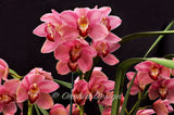 Cymbidium Helen Tangcay 'Charming' S/CSA, HCC/AOS