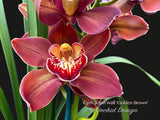 Cymbidium Khan Wall ‘Golden Brown’ - Orchid Design