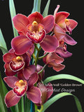 Cymbidium Khan Wall ‘Golden Brown’ - Orchid Design