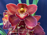 Cymbidium Khan Wall ‘Golden Brown’ - Orchid Design