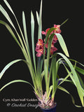 Cymbidium Khan Wall ‘Golden Brown’ - Orchid Design