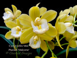 Cymbidium Foxfire Mini Pharaoh 'Malcome' Cute Fragrant! - Orchid Design