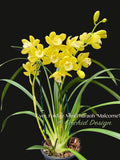 Cymbidium Foxfire Mini Pharaoh 'Malcome' Cute Fragrant! - Orchid Design