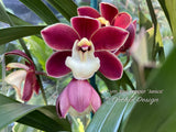 Cymbidium Red Pepper 'Janice' – Very cute Red & white lip - Orchid Design