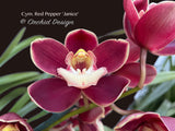 Cymbidium Red Pepper 'Janice' – Very cute Red & white lip - Orchid Design