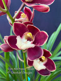 Cymbidium Red Pepper 'Janice' – Very cute Red & white lip - Orchid Design