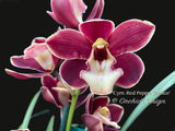 Cymbidium Red Pepper 'Janice' – Very cute Red & white lip - Orchid Design