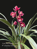 Cymbidium Red Pepper 'Janice' – Very cute Red & white lip - Orchid Design
