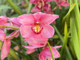 Cymbidium Barrita Sanguine ‘Pink Joy’ - Orchid Design