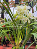 Cymbidium Barrita Trend ‘Krista' NEW White! - Orchid Design