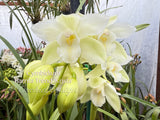Cymbidium Barrita Trend ‘Krista' NEW White! - Orchid Design