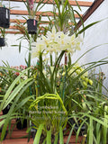 Cymbidium Barrita Trend ‘Krista' NEW White! - Orchid Design