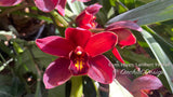 Cymbidium Happy Lambert 'Firefall' Cascading - Orchid Design