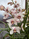 Cymbidium (Platinum Blond x Kulnura Star) ‘Upright' - Orchid Design