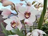 Cymbidium (Platinum Blond x Kulnura Star) ‘Upright' - Orchid Design