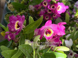 Dendrobium Red Emperor 'Prince' - Orchid Design