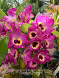 Dendrobium Red Emperor 'Prince' - Orchid Design
