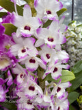 Dendrobium Love Memory 'Fizz' – Fragrant, Floriferous - Orchid Design