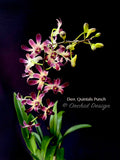 Dendrobium Quintals Punch - Orchid Design