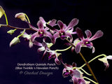 Dendrobium Quintals Punch - Orchid Design