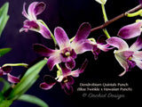 Dendrobium Quintals Punch - Orchid Design