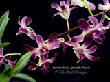 Dendrobium Quintals Punch - Orchid Design