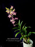 Dendrobium Quintals Punch - Orchid Design
