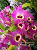 Dendrobium Red Emperor 'Prince' - Orchid Design