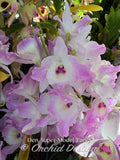 Dendrobium Super Model 'Fancy' – Floriferous, Fragrant - Orchid Design