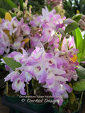 Dendrobium Super Model 'Fancy' – Floriferous, Fragrant - Orchid Design