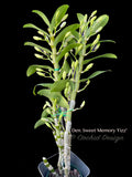 Dendrobium Love Memory 'Fizz' – Fragrant, Floriferous - Orchid Design