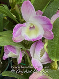 Dendrobium Violet Fizz 'Luna' – nice shape, Fragrant - Orchid Design