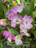 Dendrobium Violet Fizz 'Luna' – nice shape, Fragrant - Orchid Design