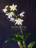Dendrobium White Grace 'Sato' – FRAGRANT May blooming! - Orchid Design