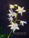 Dendrobium White Grace 'Sato' – FRAGRANT May blooming! - Orchid Design