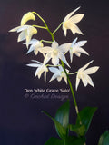 Dendrobium White Grace 'Sato' – FRAGRANT May blooming! - Orchid Design