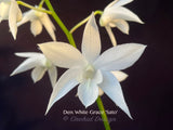 Dendrobium White Grace 'Sato' – FRAGRANT May blooming! - Orchid Design