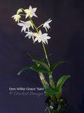 Dendrobium White Grace 'Sato' – FRAGRANT May blooming! - Orchid Design